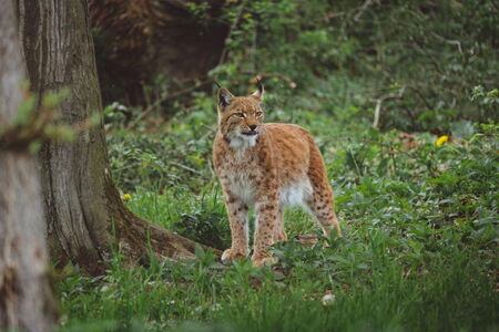 Luchs auf der Wildkatzenlichtung im Wildkatzendorf Hütscheroda