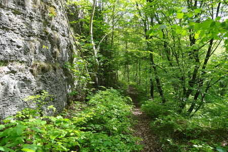 Waldpfad entlang einer Felswand am Premium-Wanderweg P15