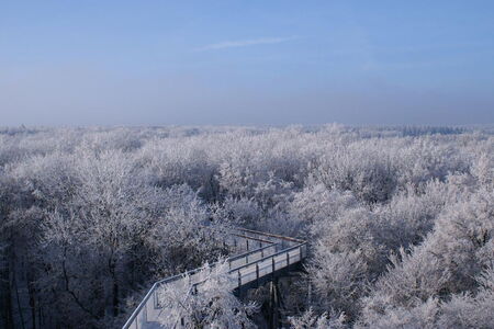 Der Blick vom Baumkronenpfad über den schneebedeckten Hainich.
